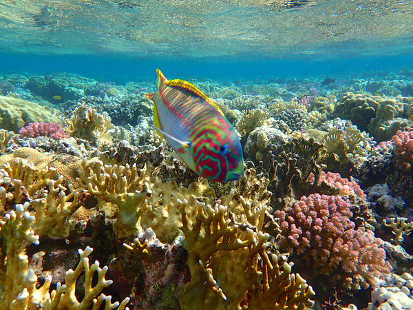 Rainbow Wrasse Red Sea Picture Board by mark humpage