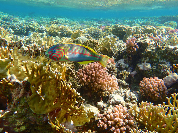 Red Sea Rainbow fish Picture Board by mark humpage