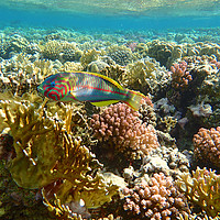 Buy canvas prints of Red Sea Rainbow fish by mark humpage