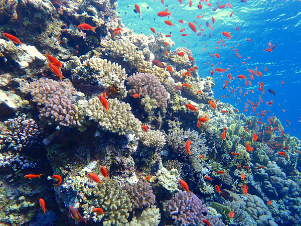 Elphinstone Reef, Red Sea Picture Board by mark humpage