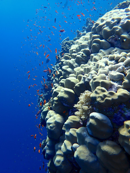 Elphinstone Reef Coral Picture Board by mark humpage