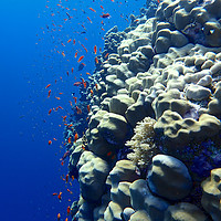 Buy canvas prints of Elphinstone Reef Coral by mark humpage