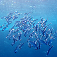 Buy canvas prints of Open mouth Mackerel at Marsa Alam by mark humpage