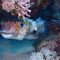 Buy canvas prints of Puffer Fish by mark humpage