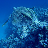 Buy canvas prints of Green Turtle with Remoras, Red Sea, Egypt by mark humpage