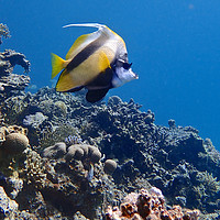 Buy canvas prints of Red Sea Bannerfish by mark humpage