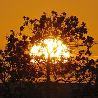 Buy canvas prints of Golden sunset tree by mark humpage