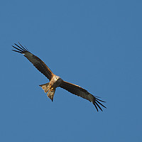 Buy canvas prints of Red Kite flying in blue sky by mark humpage