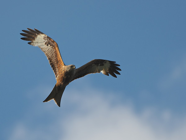 Red kite Flying Picture Board by mark humpage