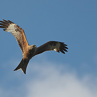 Buy canvas prints of Red kite Flying by mark humpage