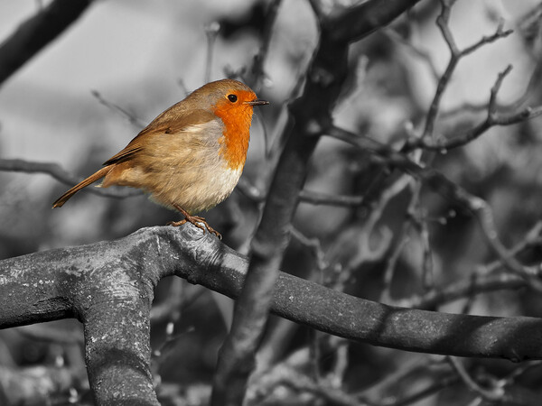 Robin bird in tree black and white Picture Board by mark humpage