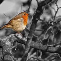 Buy canvas prints of Robin bird in tree black and white by mark humpage