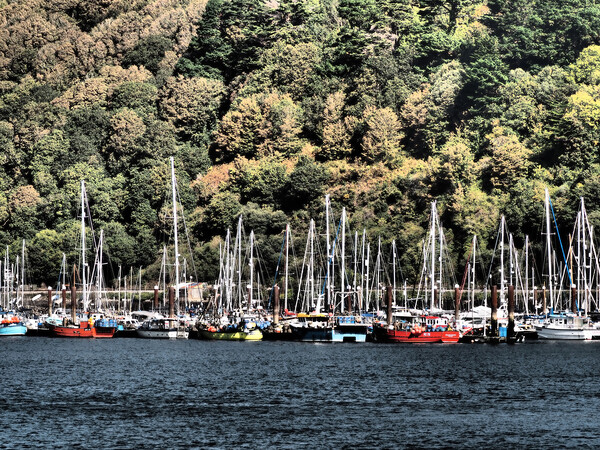 Kingswear boats and trees Picture Board by mark humpage
