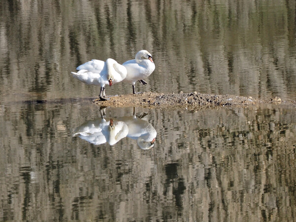 Pair of swans on water with reflections. Picture Board by mark humpage