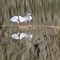 Buy canvas prints of Pair of swans on water with reflections. by mark humpage