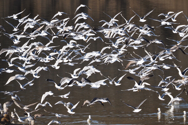 Flock of Gull birds on water Picture Board by mark humpage