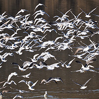 Buy canvas prints of Flock of Gull birds on water by mark humpage