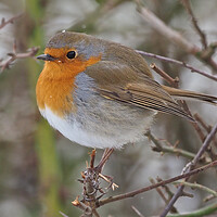Buy canvas prints of Robin bird in tree by mark humpage