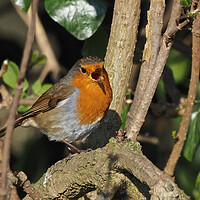 Buy canvas prints of Robin small bird singing in tree by mark humpage