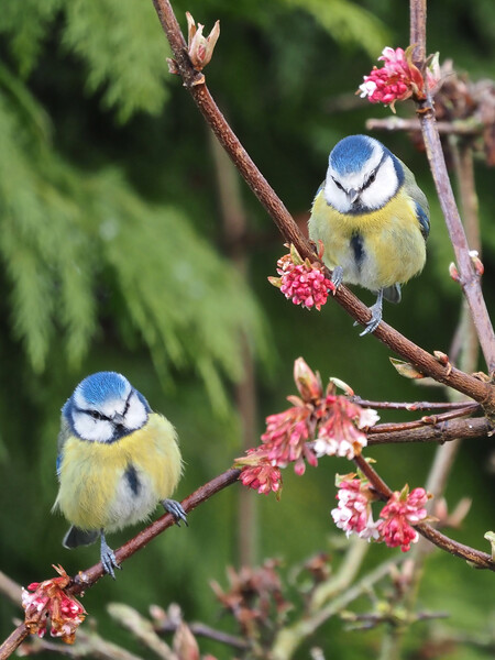Blue Tits on tree branch Picture Board by mark humpage