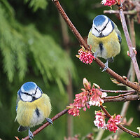 Buy canvas prints of Blue Tits on tree branch by mark humpage