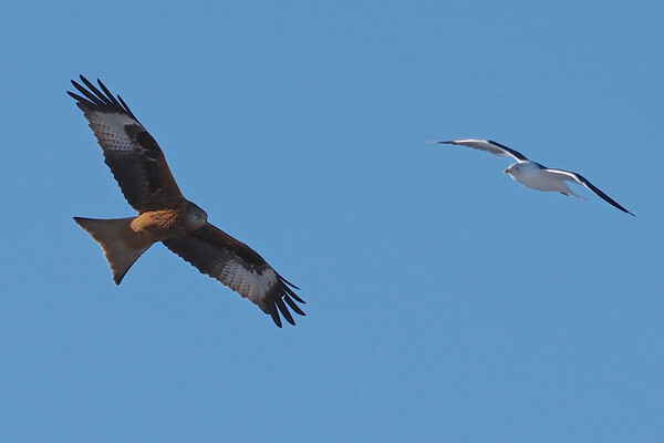 Red Kite and Gull in flight close up Picture Board by mark humpage