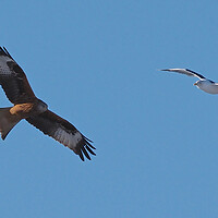 Buy canvas prints of Red Kite and Gull in flight close up by mark humpage
