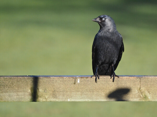 Jackdaw on fence in sun  Picture Board by mark humpage