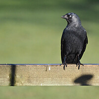 Buy canvas prints of Jackdaw on fence in sun  by mark humpage