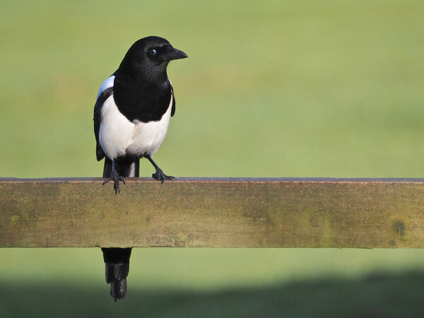 Magpie standing on fence in sun Picture Board by mark humpage
