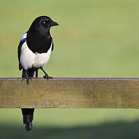 Buy canvas prints of Magpie standing on fence in sun by mark humpage