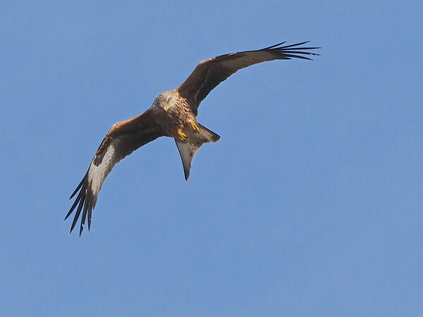 Red Kite bird flying in sky Picture Board by mark humpage