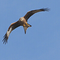 Buy canvas prints of Red Kite bird flying in sky by mark humpage