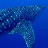 Buy canvas prints of Whale shark Maldives by mark humpage