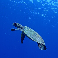 Buy canvas prints of Turtle swimming in sea by mark humpage