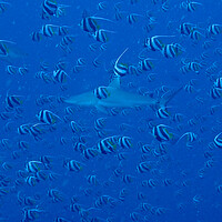Buy canvas prints of Shark with school bannerfish in deep sea  by mark humpage