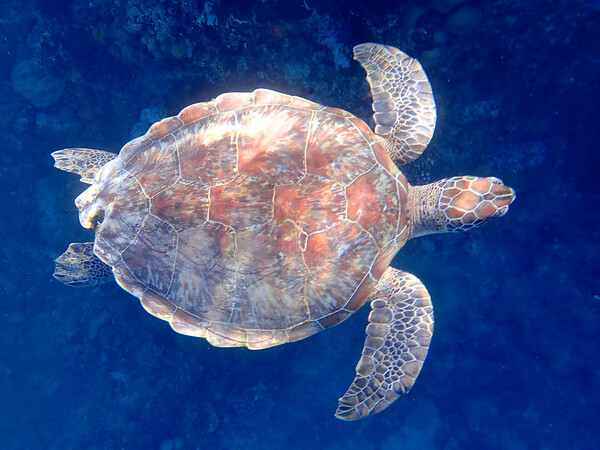 Turtle swimming underwater in Red Sea Egypt Picture Board by mark humpage