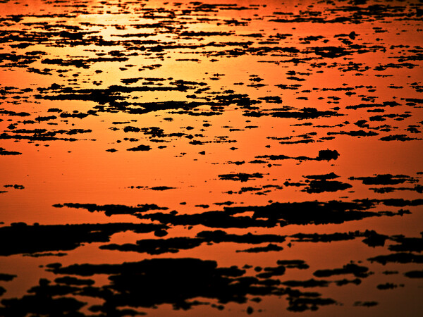 Golden Sunset over water Picture Board by mark humpage