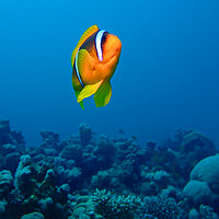 Buy canvas prints of Clown fish swimming underwater in coral reef by mark humpage