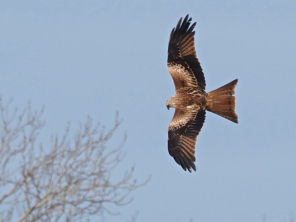 Red Kite flying above tree Picture Board by mark humpage
