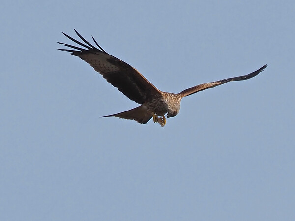 Red Kite flying and feeding in sky Picture Board by mark humpage