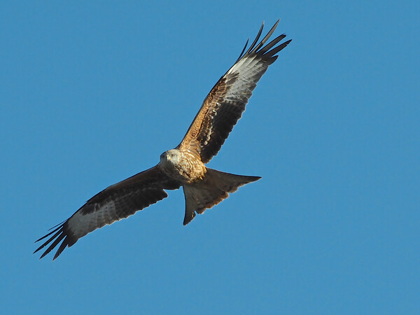 Red Kite flying in blue sky Picture Board by mark humpage
