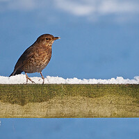 Buy canvas prints of Blackbird in snow by mark humpage