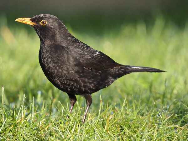 Blackbird standing on grass Picture Board by mark humpage