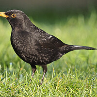 Buy canvas prints of Blackbird standing on grass by mark humpage