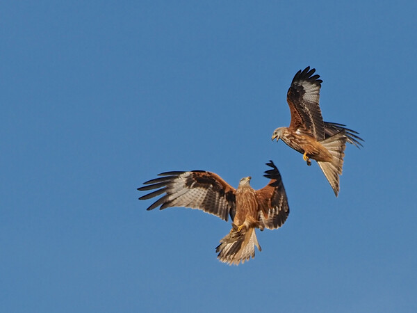 Two Red Kites flying Picture Board by mark humpage