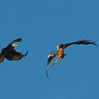 Buy canvas prints of Two Red Kites flying by mark humpage