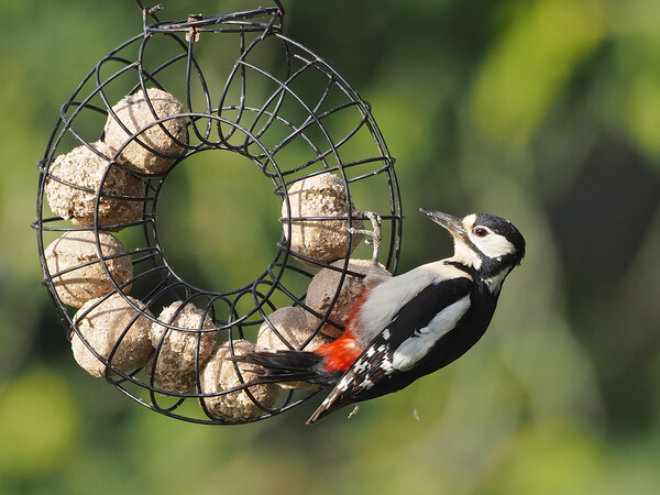 Woodpecker feeding on bird feeder Picture Board by mark humpage