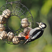 Buy canvas prints of Woodpecker feeding on bird feeder by mark humpage