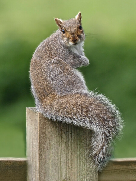 Squirrel sitting on fence Picture Board by mark humpage